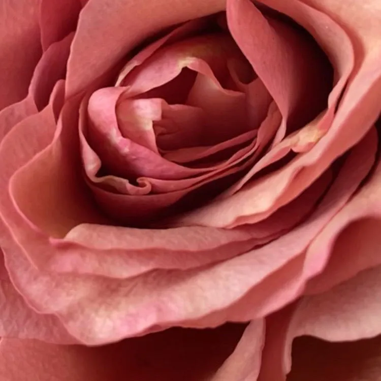 MIZENSIR Rose des Jardins stort duftlys 1500g rose