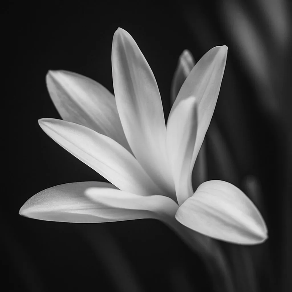 Mizensir Tubéreuse Blanche duftlys 230 g blomstret