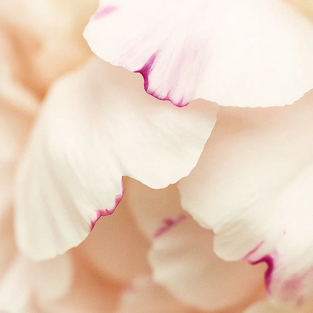 Mizensir Pivoine du Matin duftlys 1500 g floral