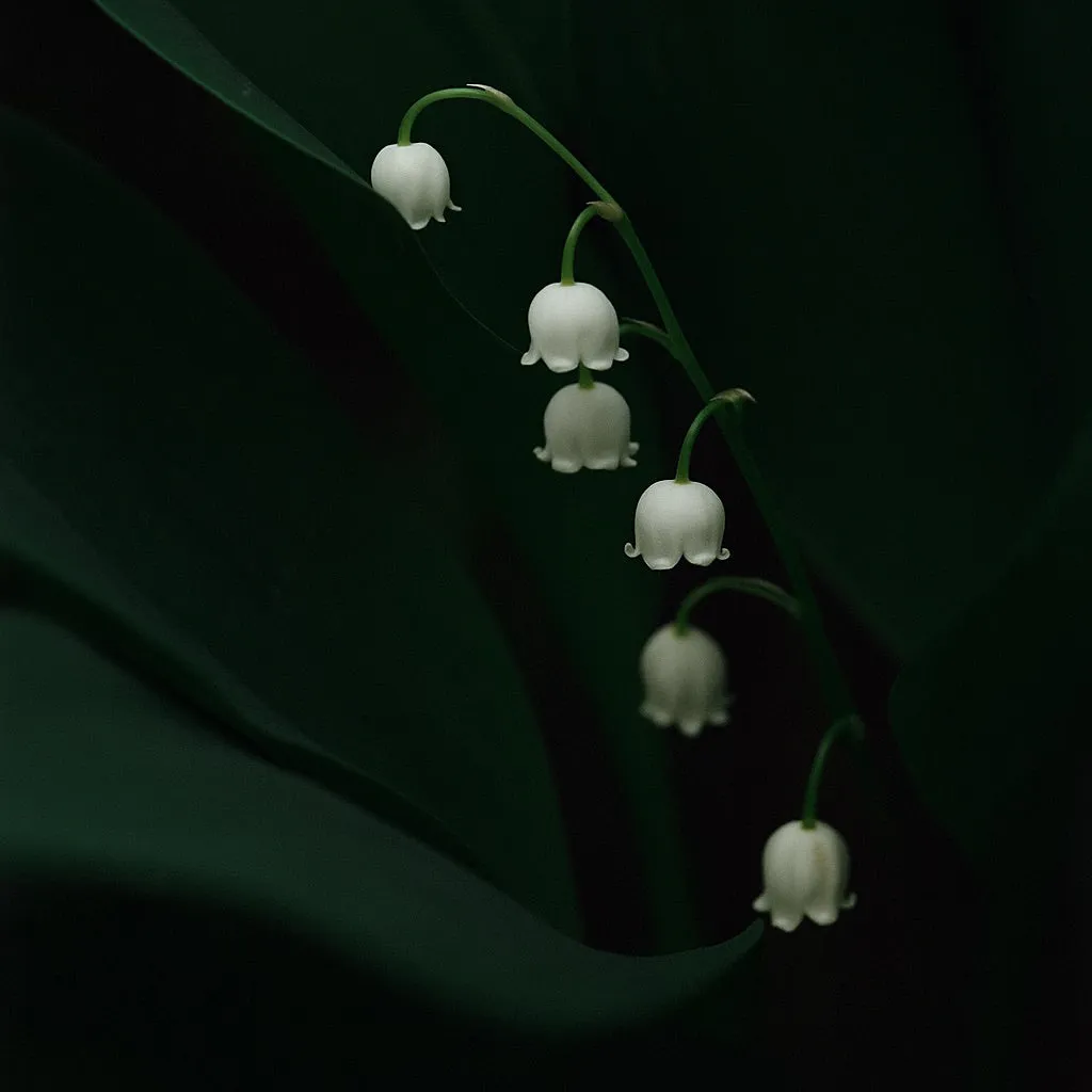 Mizensir Muguet de Mai duftlys 230g liljekonval